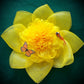 Daffodil Yellow Flower Door Wreath WELCOME Decorative Accessory